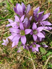 Gentianella germanica