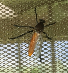 Archilestris magnificus