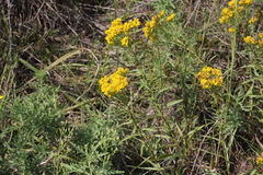Solidago nitida