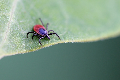 Eastern Black-legged Tick, Weston, MA 02493, USA, photo 9 of 10