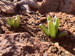 Bulbine succulenta