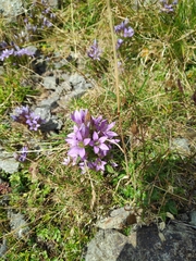 Gentianella germanica