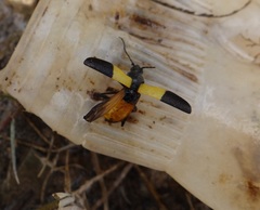 Chauliognathus tripartitus