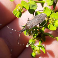 Dicranocephalus albipes