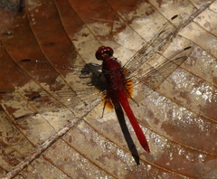 Erythrodiplax castanea