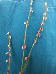 Polygonum douglasii