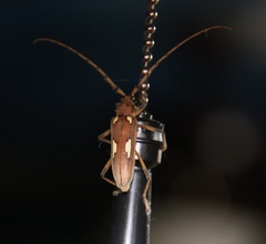 Eburia maccartyi
