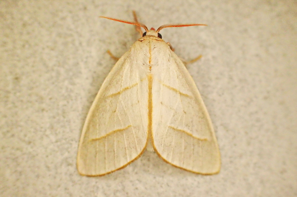 Zatrephes albescens