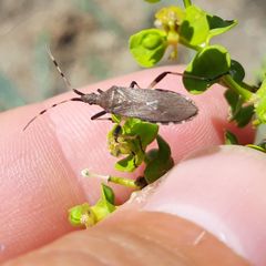 Dicranocephalus albipes