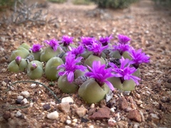Gibbaeum nuciforme