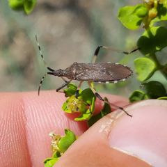 Dicranocephalus albipes