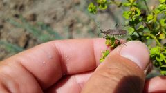 Dicranocephalus albipes