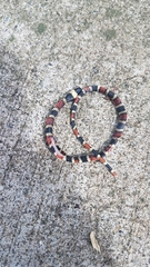 Pliocercus elapoides