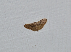 Idaea inquinata
