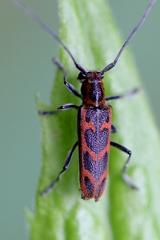 Saperda tridentata