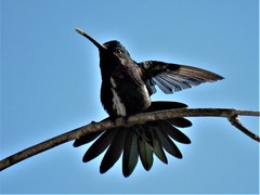 Heliomaster squamosus