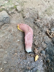 Dendrolimax