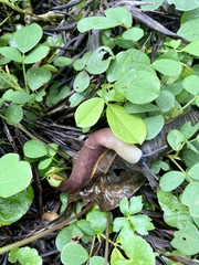 Dendrolimax