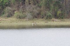 Alopochen aegyptiaca