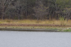 Alopochen aegyptiaca