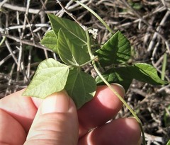 Rhynchosia caribaea