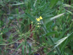 Diplotaxis catholica