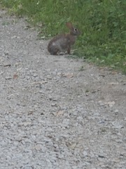 Sylvilagus floridanus