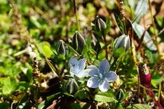 Lomatogonium carinthiacum