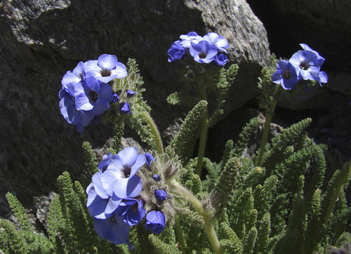Skypilot (Polemonium eximium)