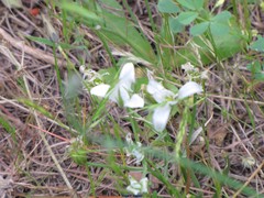 Ornithogalum baeticum