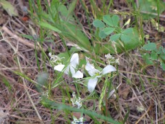 Ornithogalum baeticum