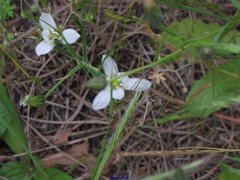 Ornithogalum baeticum