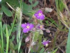 Spergularia purpurea