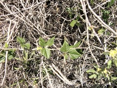 Rhynchosia caribaea