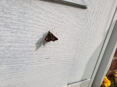 Pyrausta orphisalis