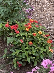 Lantana
