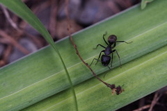 Camponotus japonicus