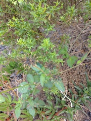 Bidens pilosa pilosa