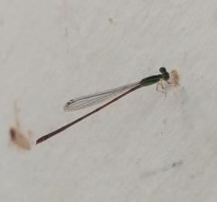 Leptobasis vacillans