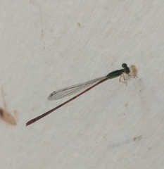 Leptobasis vacillans