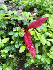 Condamineeae