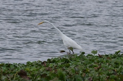 Ardea alba