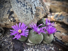Gibbaeum pilosulum