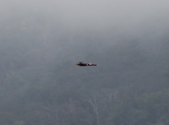 Buteo lineatus lineatus