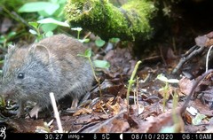 Craseomys rufocanus