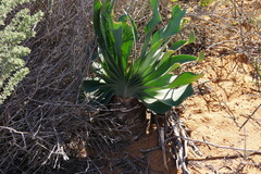 Boophone haemanthoides