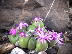 Gibbaeum nuciforme