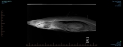 Kermadec Spiny Dogfish photo 2