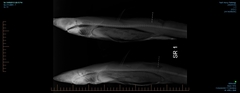 Kermadec Spiny Dogfish photo 4