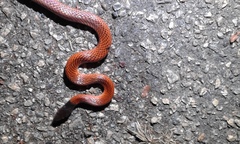 Oxyrhopus melanogenys